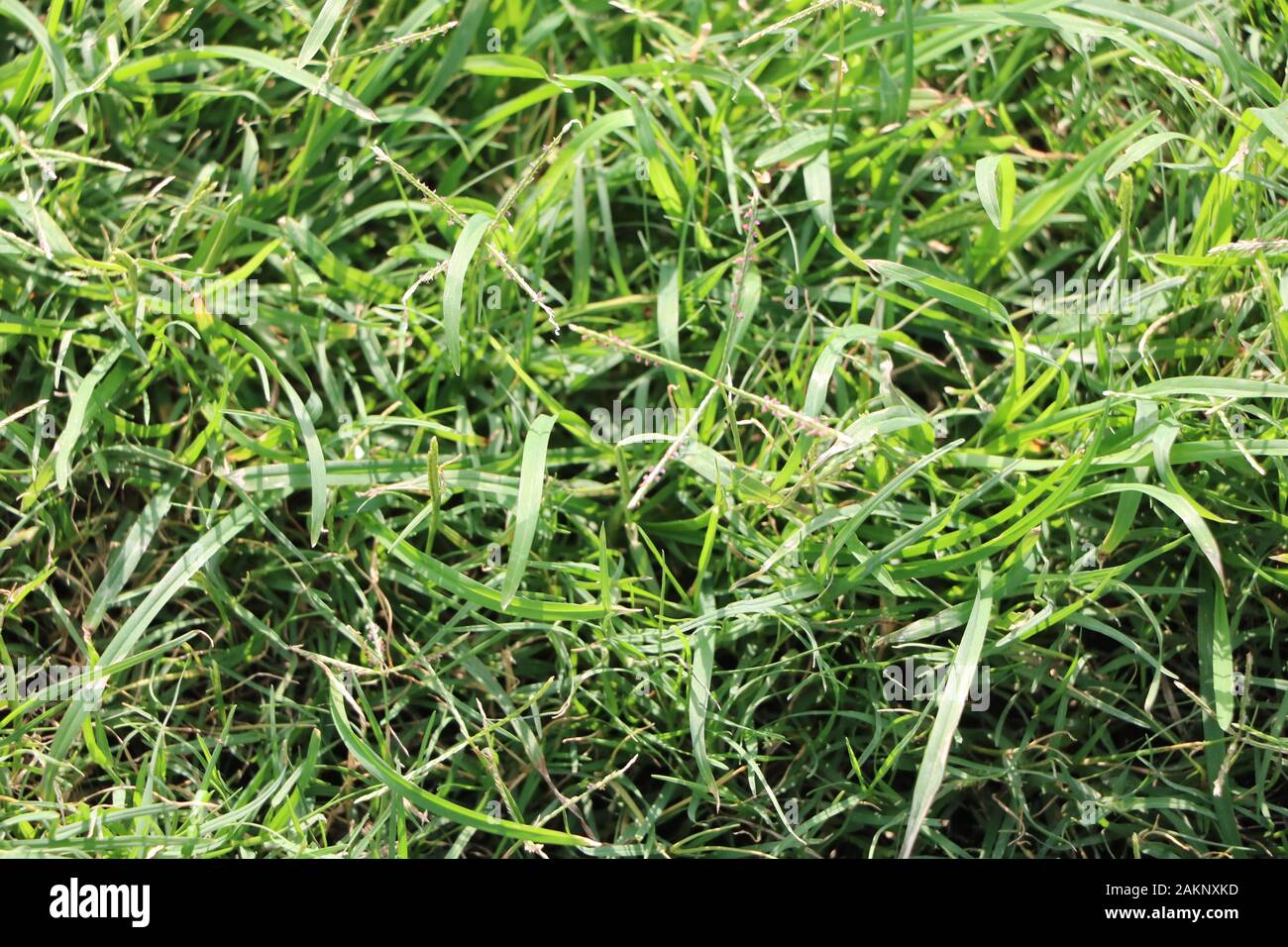 Gras bewegt sich in andere Richtung. Stockfoto