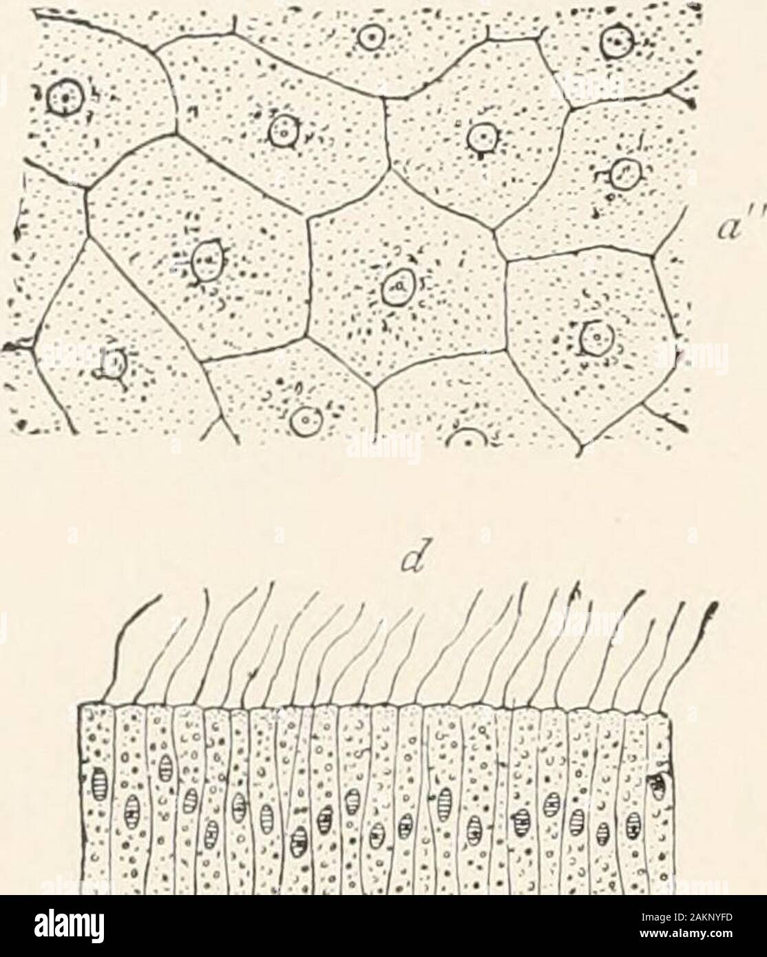 Epithelien Fotos und Bildmaterial in hoher Auflösung Alamy