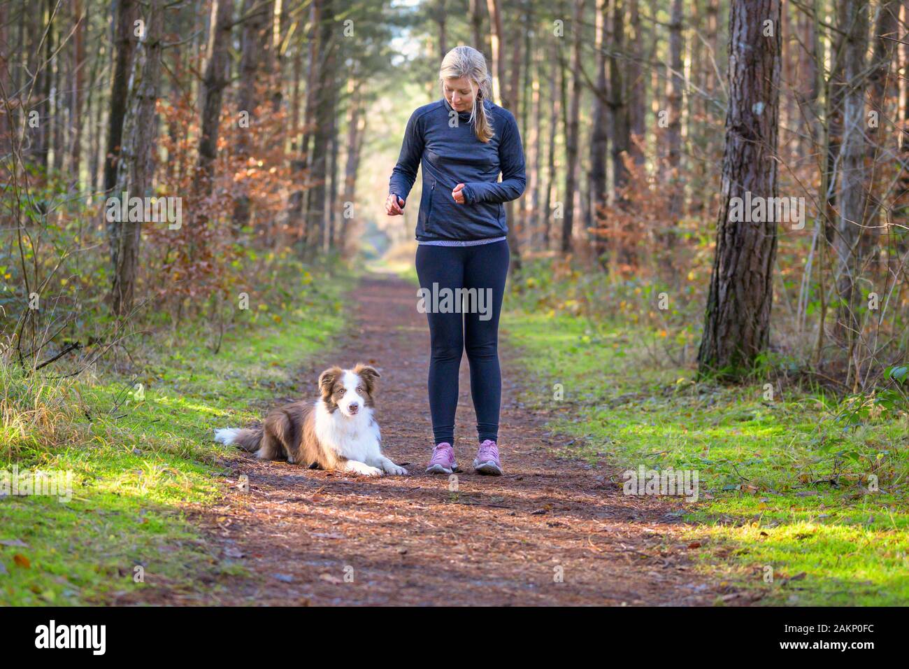 Frau mittleren Alters stehen im Park und Training mit Ihrem Hund nach unten zu legen und warten Stockfoto