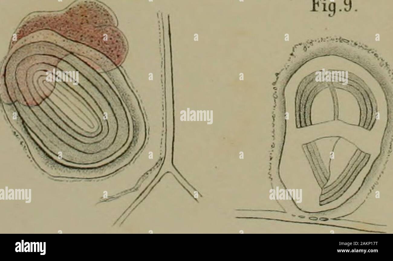 Sitzungsberichte der Kaiserlichen Akademie, Christian Mathematisch-Naturwissenschaftliche Classe. Abb. 10. Stockfoto