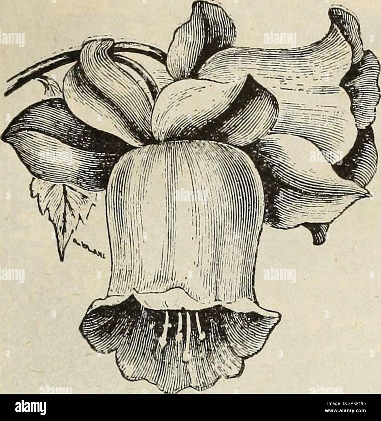 Garten Blumen und Samen 1902. n. H. A.2214. BrowaIlia, Tmixed. Pkt., 5c. B; SPECIOSA MAJOR.2221. Jedes pi Ant bildet ein minia- tur Bush über einen Fuß higb und trägt kontinuierlich, in-Digo-blauen Blüten mit whitethroat. Wertvoll für winterwindow Kultur. Pkt., 10 c 2220. CACALIA. Leicht grownannual. Blumen, Scharlach, Tas-sel-Form. 18 in. Pkt., 5 c 2210. Portulacaceae. Für Iraklions und Grenzen. Handsomepink Blumen. 1ft. H. A. Pkt., 5c. CALCEOLARIA. Pflanzen geeignet für Grün - Haus und Wintergarten. Theirbeautiful Blumen pocket-förmige, gekennzeichnet und beschmutzt invarious Weisen. T. S. 2241. Grandiflora. Stockfoto