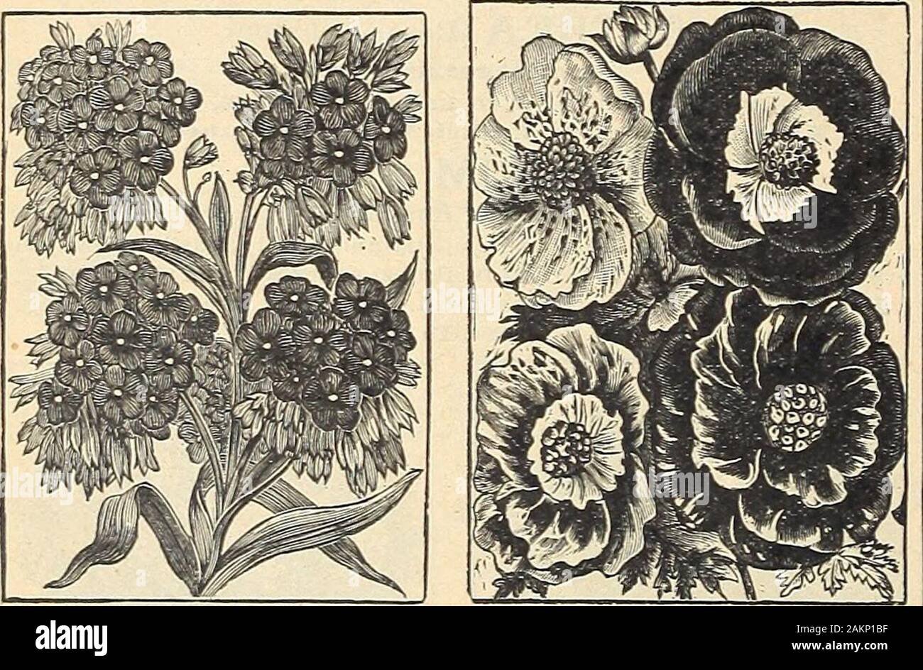 Die Maule samen Buch: 1917. AMARANTHUS, TRICOLOUR SPLENDENS. AMPELOPSIS, VEITCHII. 920 TRICOLOR SPLEIVDEIVS. Die Farben der Blätter werden Rot, Gelb und Grün. Sehr attraktiv. Paket, 5 Cent. 922 gemischt. Alle Sorten und Farben. Paket, 5 Cent. AMPELOPSIS (Japanisch oder Boston I^y) Hardy Mehrjährige Kletterpflanze 926 VEITCHII. Die Blätter sind Olivgrün drehen zu Scarlet im Herbst. Vollkommen winterhart; wächst 30 bis 60 Fuß. Er klammert sich fest andpermanently an Wände, Bäume, etc. In großen Gefallen in den Städten für Deckel - ing Ziegel- oder Steinmauern. Überaus bea; Utiful. Paket, 10 Cent. (American I^y oder die Wahre Stockfoto