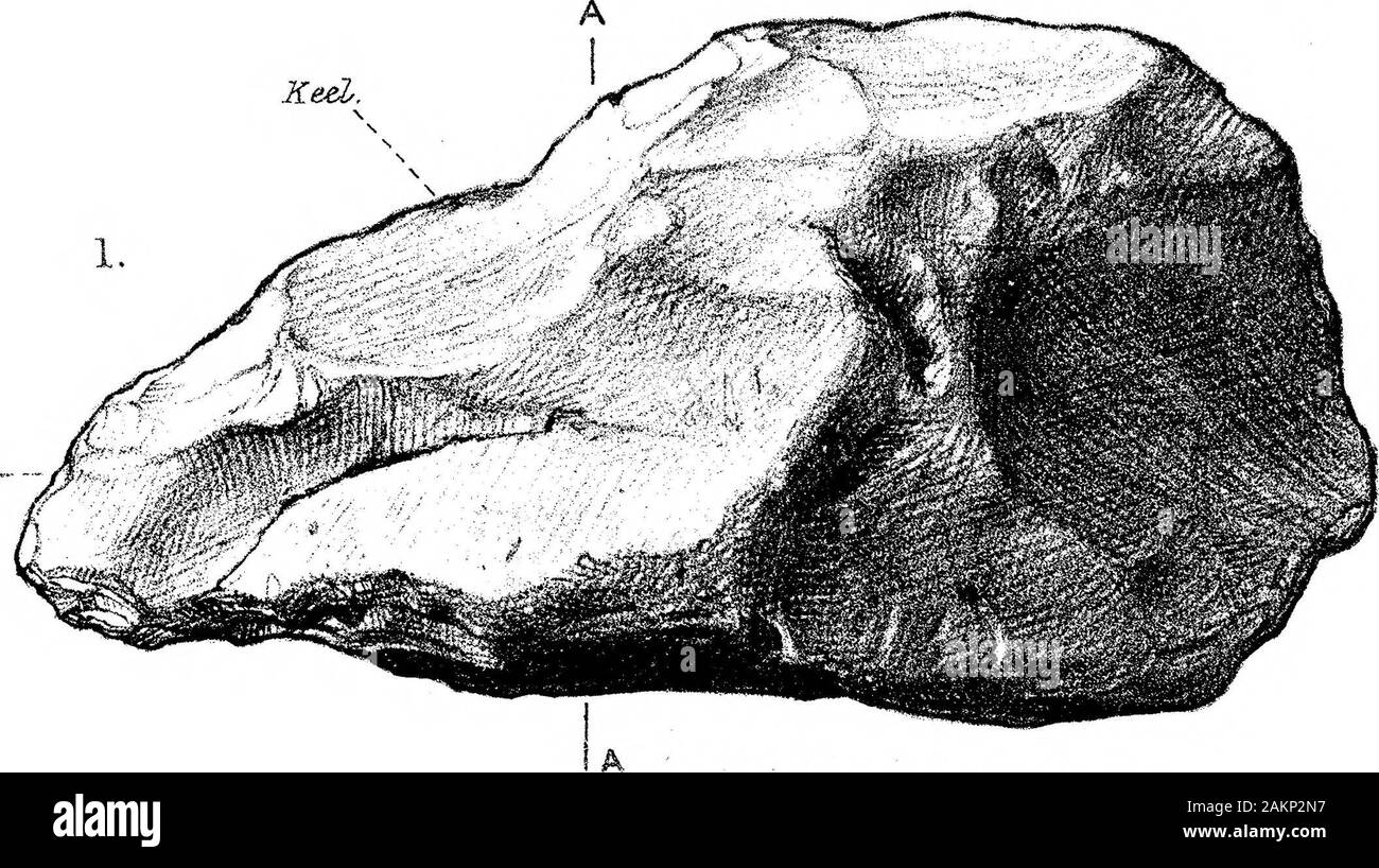 Der Übergang von der Rostro-Carinate Feuerstein Anbaugeräte auf den Tongue-Shaped River-Terrace Implementiert von Kies. - Post. - Ant, Ant, KeeZ. *7* £ -?r* - DorsaZPlcctfbrT 7 V&gt; Post. Veirtral Oberfläche S ectiou-BB das MILOENHALL ÜBERGANGSZEIT Post. Rückenseite, Hitth coll. cMoir; Phil. Trans. B, Vol. 2, 09, PL. 55 Ant. Post. * L eft 1 Kunst er al s urf a.c e. Cich Post, Stockfoto