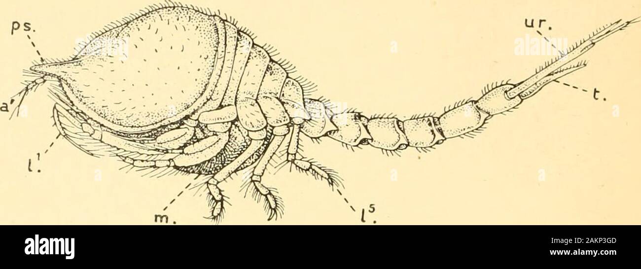 Leitfaden für die Krebstiere, Spinnen, Onychophora und Myriopoda in der Abteilung für Zoologie ausgestellt, das British Museum (Natural History). . Ig. 19), zeigen die leuchtend rote Färbung characteristicof viele Tiefseebestände Krebstiere. Um 2.- Cumacea. Ein Panzer ist vorhanden, aber es hinterlässt vier oder fünf der Pos-terior thorakalen Somiten frei. Die Augen sind nicht entstielt, und areusually Alt-friedrichsfelde in Einem. Schwimmen Zweige (exopodites) areusually auf einigen der thorakalen Gliedmaßen vorhanden. Das Abdomen isgenerally sehr schlank, und die letzten paar Anhängsel (uropods) sind länglich. Die anderen alidominal Hautanhangsgebilde Stockfoto