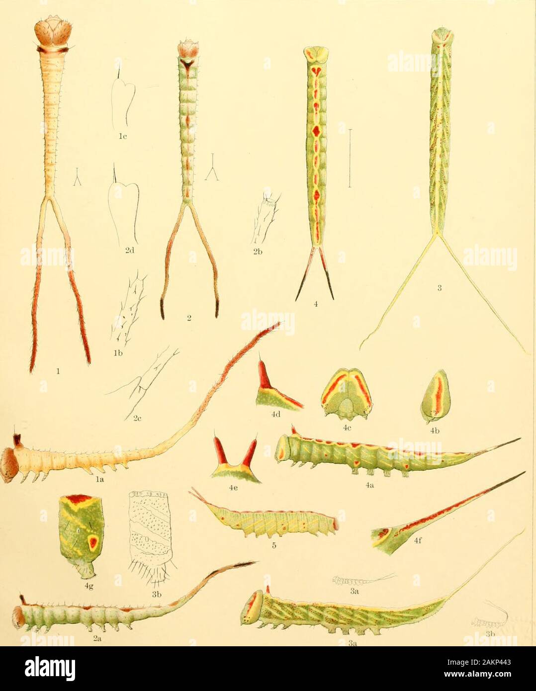 Abhandlungen der Akademie der Wissenschaften. . D^Bridgham & Doubleday. del. a. hoen ein ro.. lith.. Baltimore. Larvenstadien von Heteroeanipa guttivitta Unicolor, H.4, H. Astarte. etc. Platte XXXIV. Leben Der historij Macnirocampa marthesia. Abb. 1, La. J/, inarihesia, Stadium I, Ih, der eiul steniapod; le, prothoracic Tuberkel. Abb. 2, 2 a. M. marthesia, Stufe II; 26, Ende und 2 c-base von stemapod; 2d, prothoracic Tuberkel. Abb. 3, 3 a. M. Sexygiulia. Stufe III und 3 n, 36 natürliche Größe; 36, Seitenansicht des Dritten abdoraiual Segment. Abb., 4, 4 ein. M. marthesia, Stadium IV, 46, Leiter; 4 (, Gesicht; Irl, ie, prothoracic Stockfoto