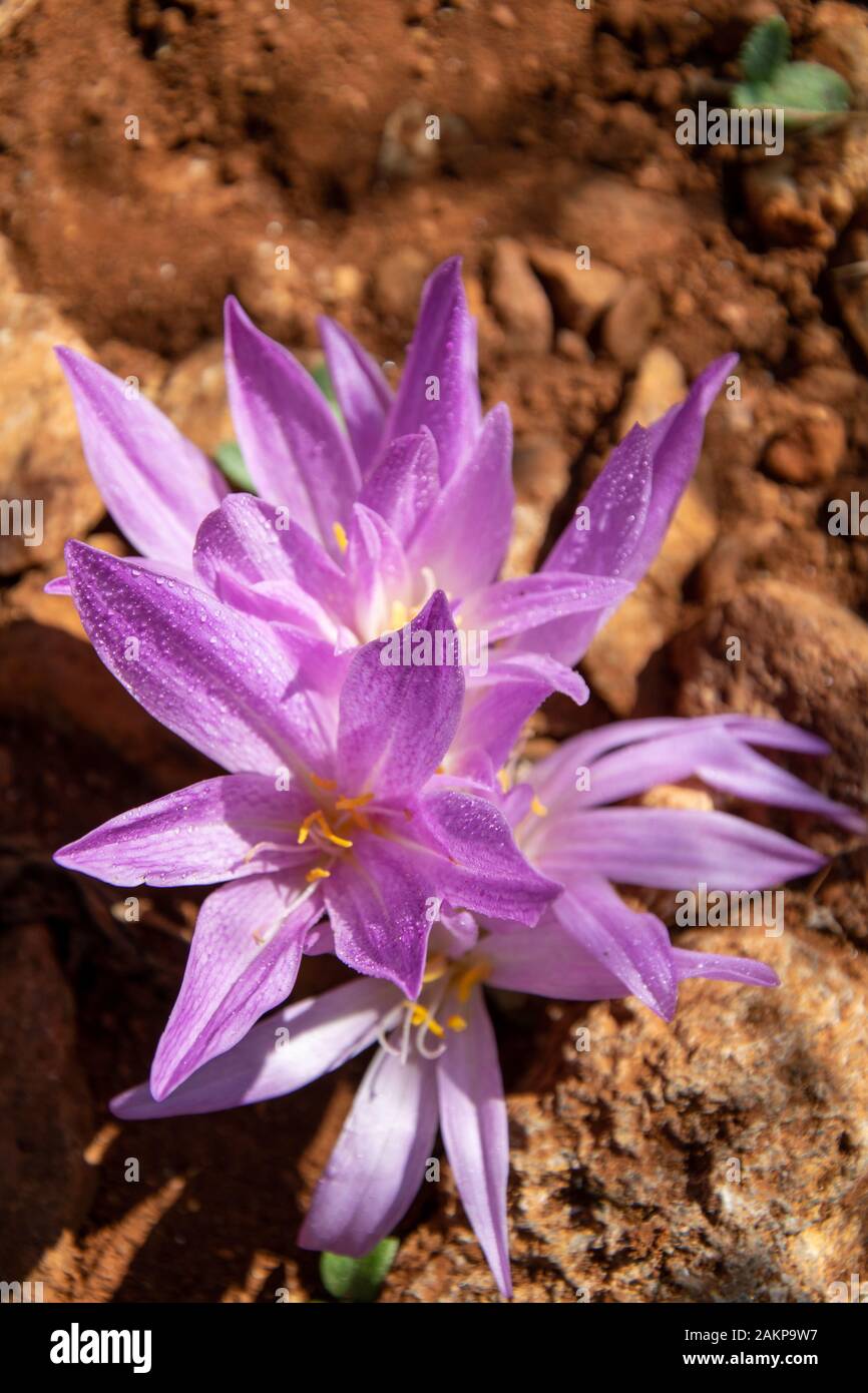 In Marbella blüht eine einzige, violette Blumen, die von Regentropfen bedeckt ist Stockfoto