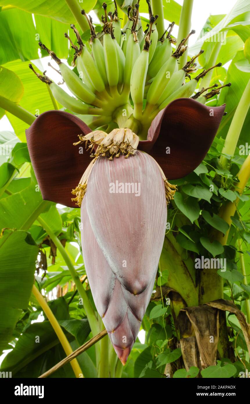 Bananenblüte im Garten zum Kochen Stockfoto