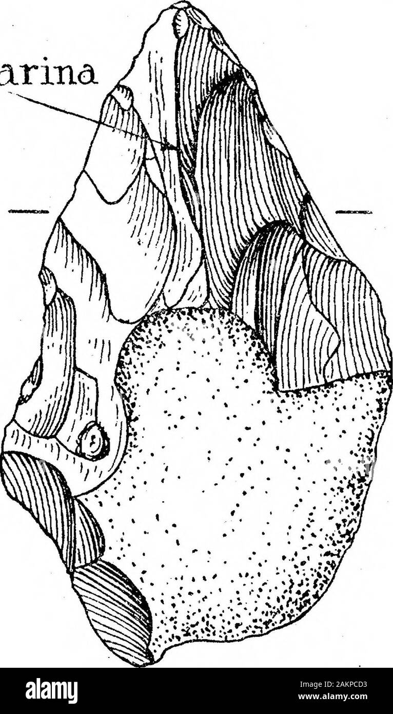 Der Übergang von der Rostro-Carinate Feuerstein Anbaugeräte auf den Tongue-Shaped Implementiert von River-Terrace Kies. d. Bild. 16 zeigt ein Gerät (auch von der Thames Valley) des gleichen generaltype, die von einem getroffen wurde - die Hälfte eines geteilten Knötchen, und das ventrale Oberfläche links ofwhich unflaked wurde. Diese und ähnliche Exemplare bekannt, toarchaeologists als flache palseoliths, aber dies wäre, scheinen eine unsatisfactorytitle zu sein. Sie sind in Wirklichkeit eine rostro-carinates, in dem die Carina depressiv geworden ist, und es ist interessant festzustellen, dass ihre Entwicklung von den angestammten f Stockfoto