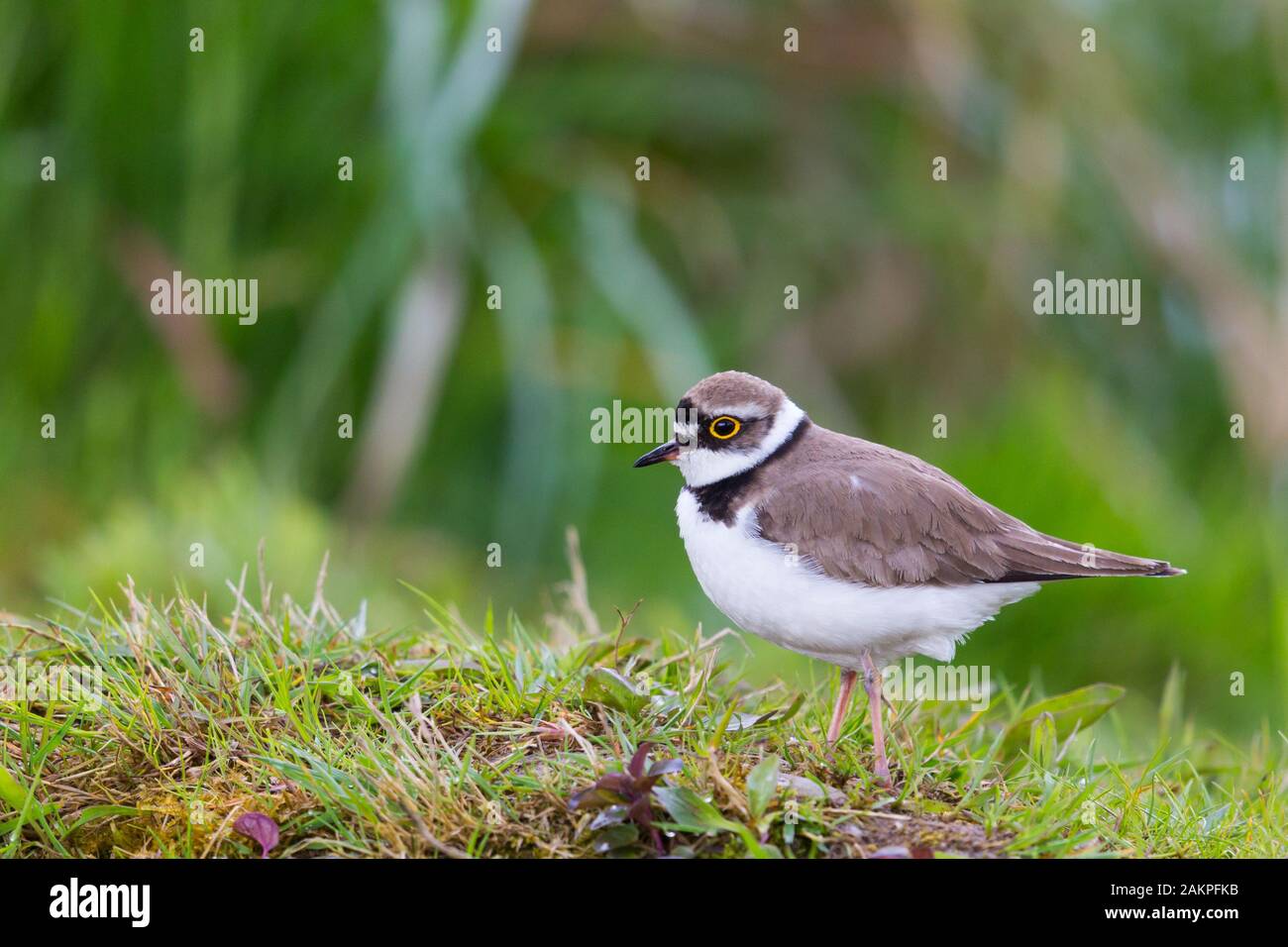 Seitenansicht der Flussregenpfeifer (charadrius dubius) in grüne Wiese Stockfoto