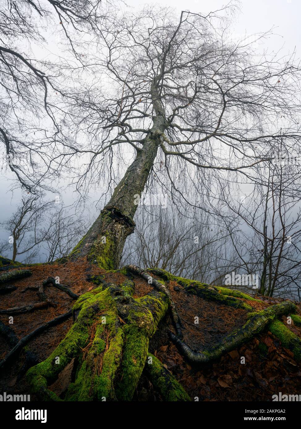 Blättriger umgefallener Baum über ruhigem See mit schönen Wurzeln und Nebelschwaden am Herbstmorgen in Finnland Stockfoto