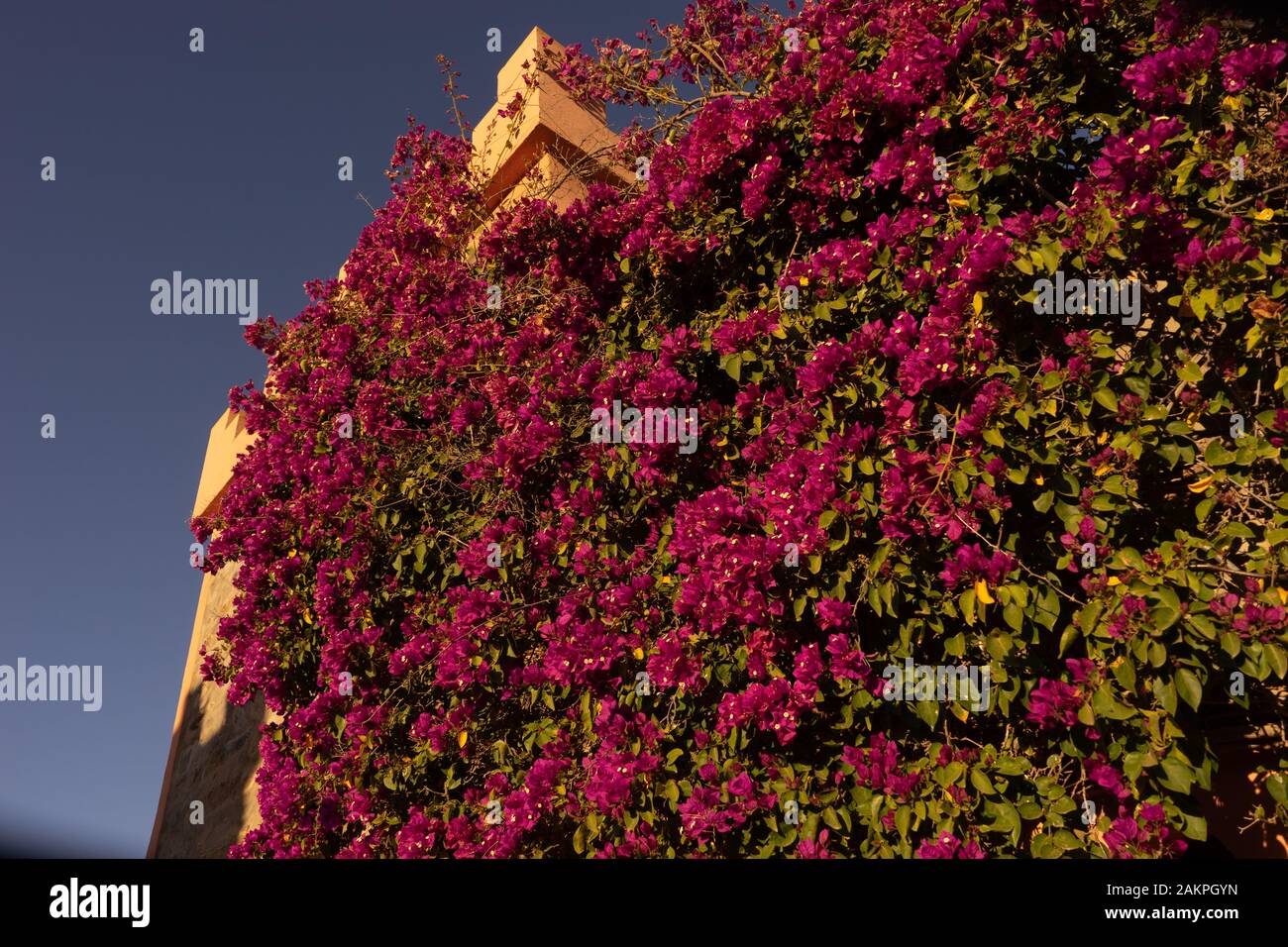 Rosa Oleander an der Wand des Restaurants in Fort bou Sheriff, Marokko Stockfoto