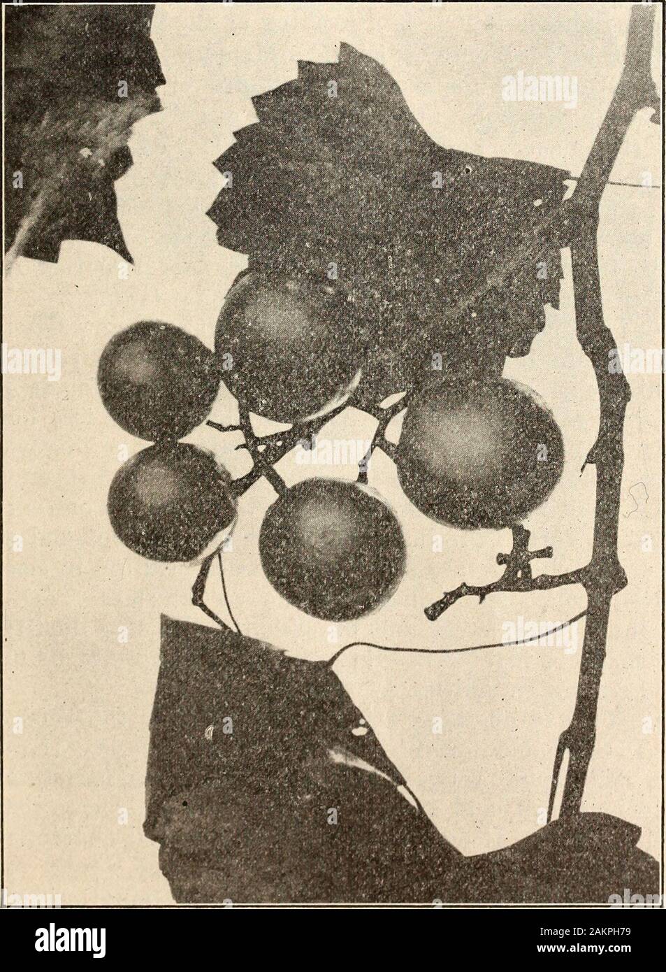 Jahresbericht der North Carolina landwirtschaftliche Experiment Station. ained auf den Reben in perfectcondition erst sehr spät in der Saison. Er propagierte die varietyand es ziemlich weitgehend verkauft. Es ist derzeit wahrscheinlich der mostwidely gepflanzt und beliebtesten schwarze Traube dieser Spezies. Thevine ist sehr kräftig und produktiv; der Cluster sind der hochleistungsnetze und von fünf bis fünfzehn Beeren, die bläulich-schwarzen SCUPPERNONG UND ANDERE MUSCADINE TRAUBEN enthalten. 15 in Farbe und sind die größte aller in dieser Gruppe, oft measuringan Zoll und ein Viertel im Durchmesser. Die Haut ist dünn, die Zellstoff- t Stockfoto
