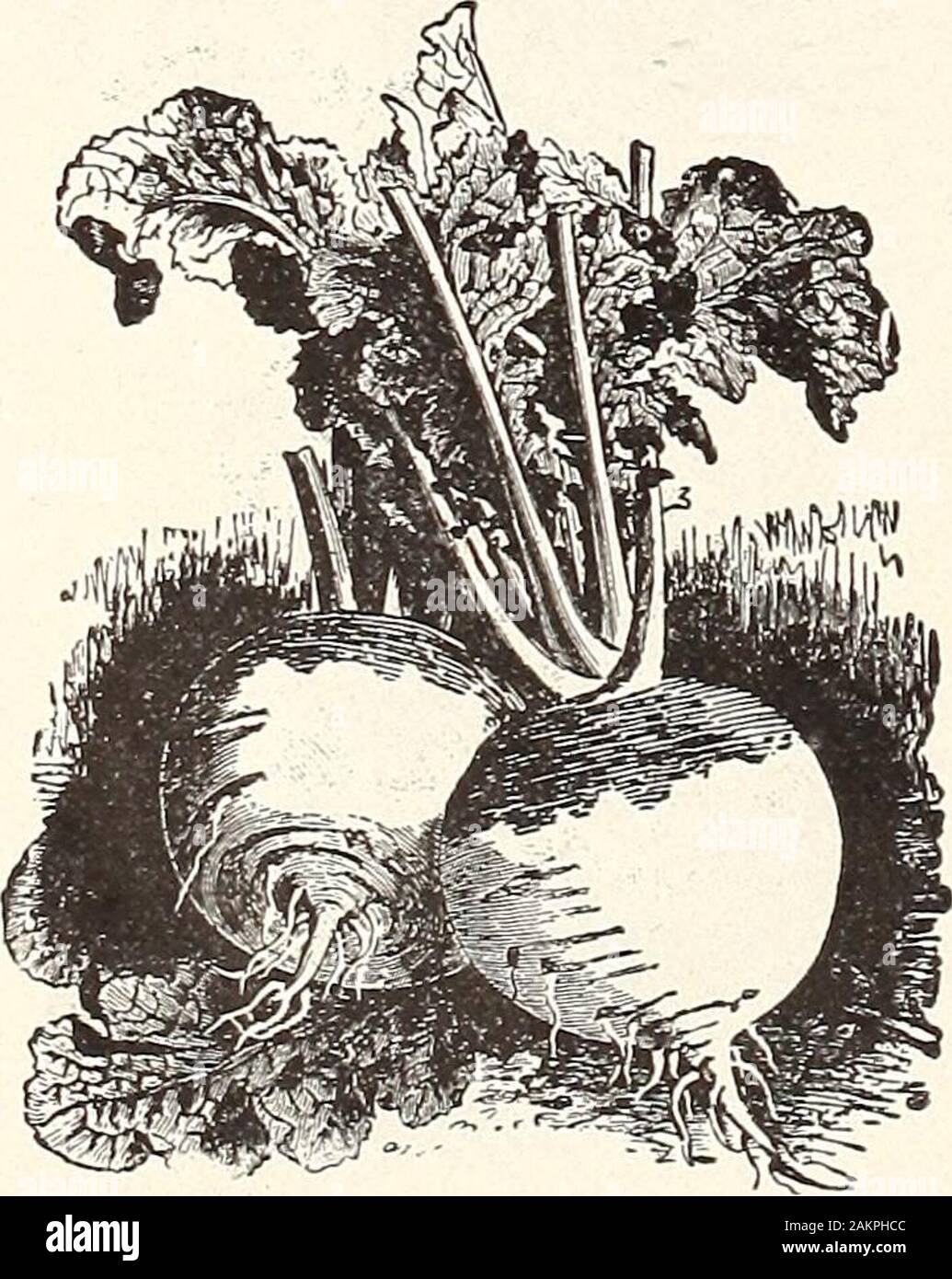 Henderson Hochsommer Katalog: 1913. Frühe RED TOP ARMBAND BLATT RÜBE.. Gemüsesaatgut % Sommer Aussaat Rettich. - fortgesetzt. WINTER SORTEN. Diese Sorten wachsen so fest und kompakt, dass theywill halten fast alle Winter, wenn in einem trockenen Keller gelagert; Sie benötigen 2 bis 3 Monate, um zu reifen. Astrodaten oder Weiß Chinesisch. Ein extra fein, groß, Rettich, wachsen oft-ing ein Fuß in der Länge von 4 bis 5 Zoll im Durchmesser; Fleisch, mild und scharf. Rose China Winter. Eine ausgeprägte zylindrischen, 4 bis 5 cm lang x 2 Zoll im Durchmesser; Haut rosig-rot; Fleisch weiß und Firma; guter Keeper Lange schwarze Span Stockfoto