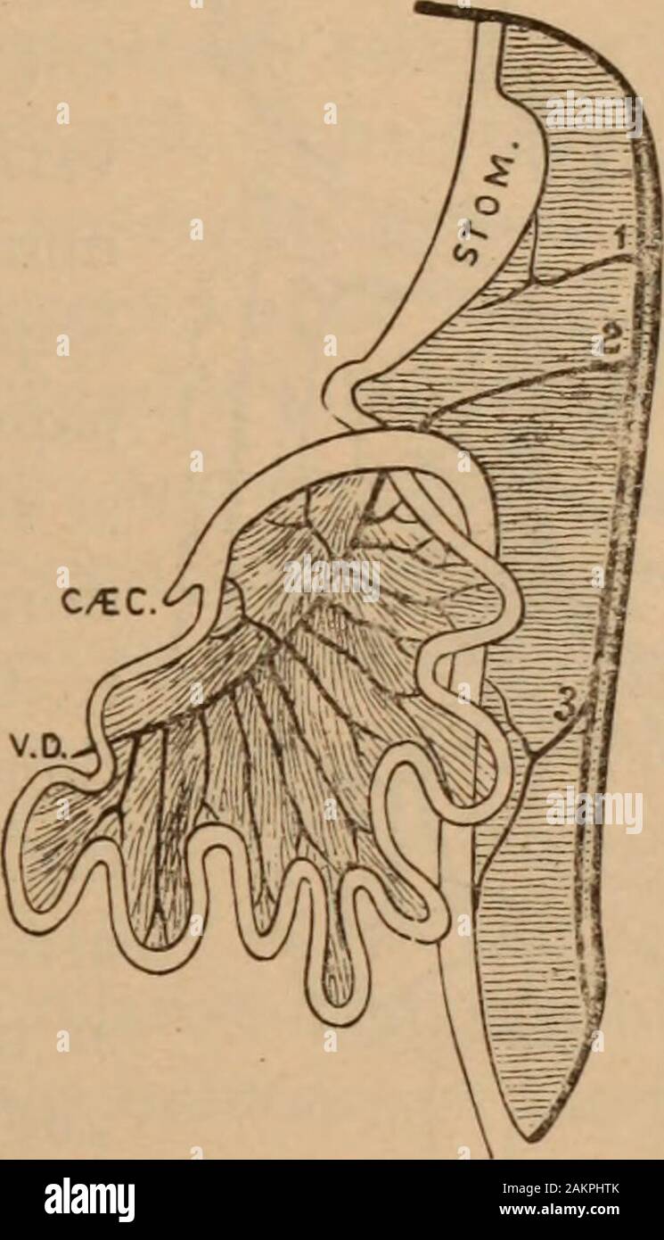 Albany Medical Annalen. Abb. Iii. Abb. Iv. (Von Morris.) Und nach Abschluss der Dünndarm gefunden soweit nachspannen, dass die Mitte der Bauchhöhle und der größeren Darm forma Schleife um seinen oberen und später Grenzen zu besetzen. (Abb. V.) um dies zu erreichen, Der vermiform Anhang erste travelsupwards und Links von der ursprünglichen Formation, justbelow und auf der linken Seite des Bauchnabels, in Richtung der Membran, auf etwa erreichen, die Sie auf der rechten Seite sideunder die Milz dreht, bilden die Milz Biegung des Dickdarms als itgoes. (Abbn. VI. und VII.) Die Anlage dann weiter nach p Stockfoto