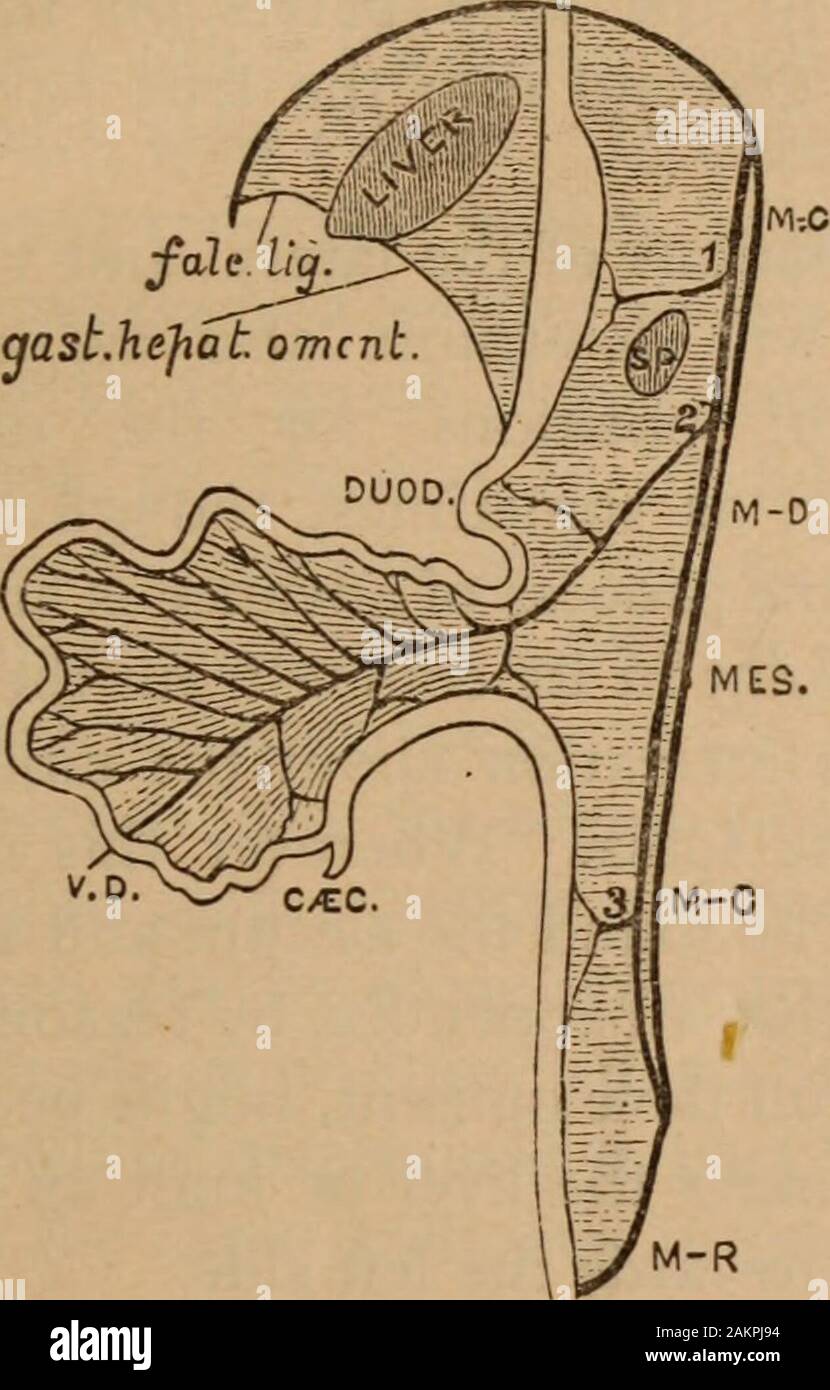 Albany Medical Annalen. Abb. Ii. (Von GRAU NACH TRIER.) Albany Medical Annalen. 9 Die unten liegt auf der linken Seite, und in der Bildung von Thelarge Darm. Bald nach der Gründung des Zökums und Anhang a Bemerkung - Drehung entlang der verdauungsfördernden Rohr um eine axisformed durch die A. mesenterica superior. (Abbn. Krank, IV.). Stockfoto