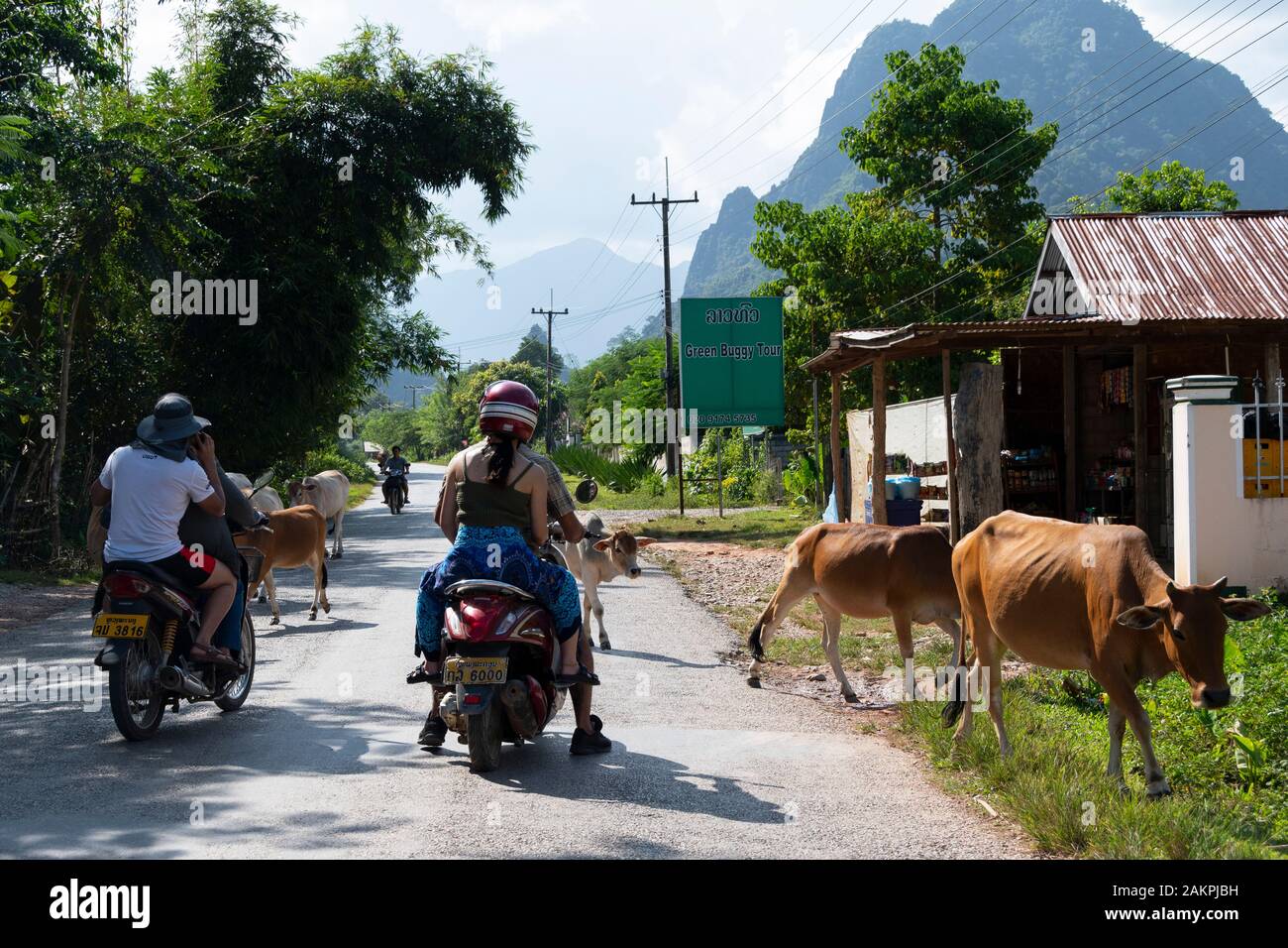 Vieh auf der Straße behindern Motorrad Verkehr, in der Nähe von Vang Vieng, Laos Stockfoto