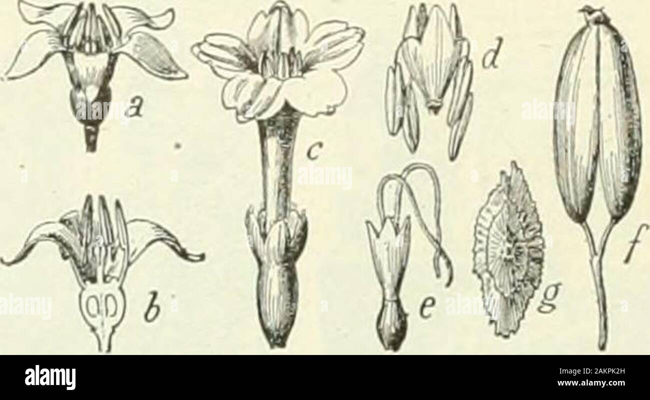 Larousse universel en 2 Bände; nouveau Wörterbuch encyclopédique publié sous la Direction de Claude Augé. huit jours. rubéoleux, euse [leû, eu-Ze] adj. Qui se Rapporte à la rubéole. rubéolique adj. Qui se Rapporte à la rubéole, à la rougeole. rubérite n f Syn.de ccprite. rubescent [ôés - sonj, e adj lat. Rubescens). Unpeu rouge; qui devient Rouge: peau mbescente. Rübezahl, nom Dun génie, personnage célèbre allemands descontes. Son nom Ancien de Iiûebezanet? Warteschlange-de-navet) a été altéré en Rübezahl Compte-navets. Rubi (Thomas Rodriguez), auteur dramatiqueespagnol, né à Malaga, m. À Madrid Stockfoto