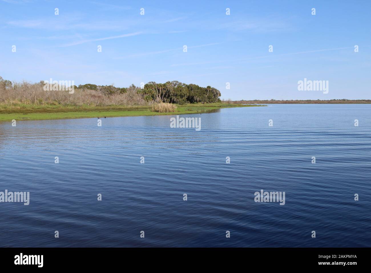 Sommerlandschaft mit ruhigem See und blauem Himmel, Myakka River State Park Stockfoto