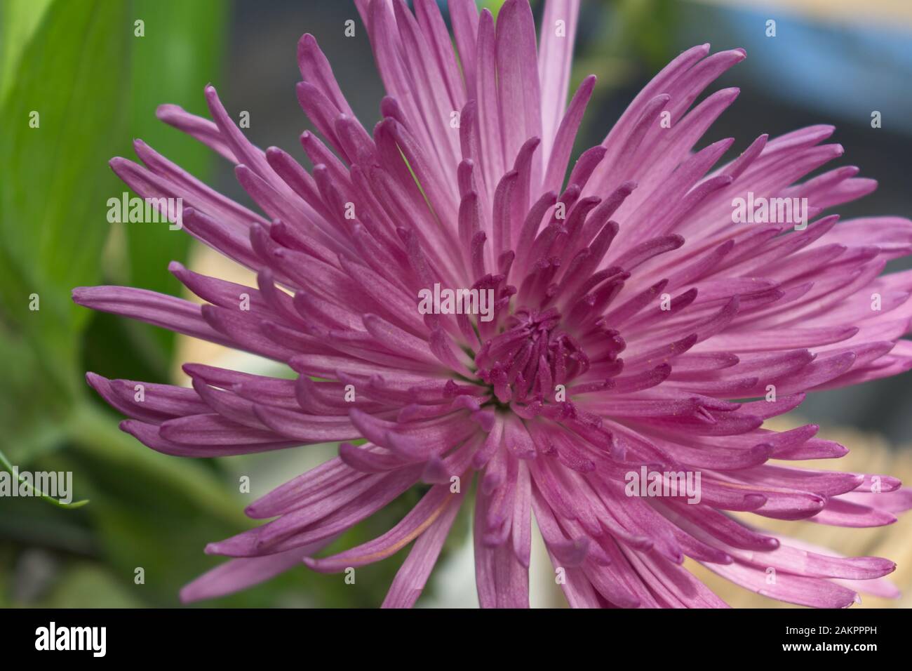Schöne rosa lila Spider Chrysanthemum Flower. Stockfoto