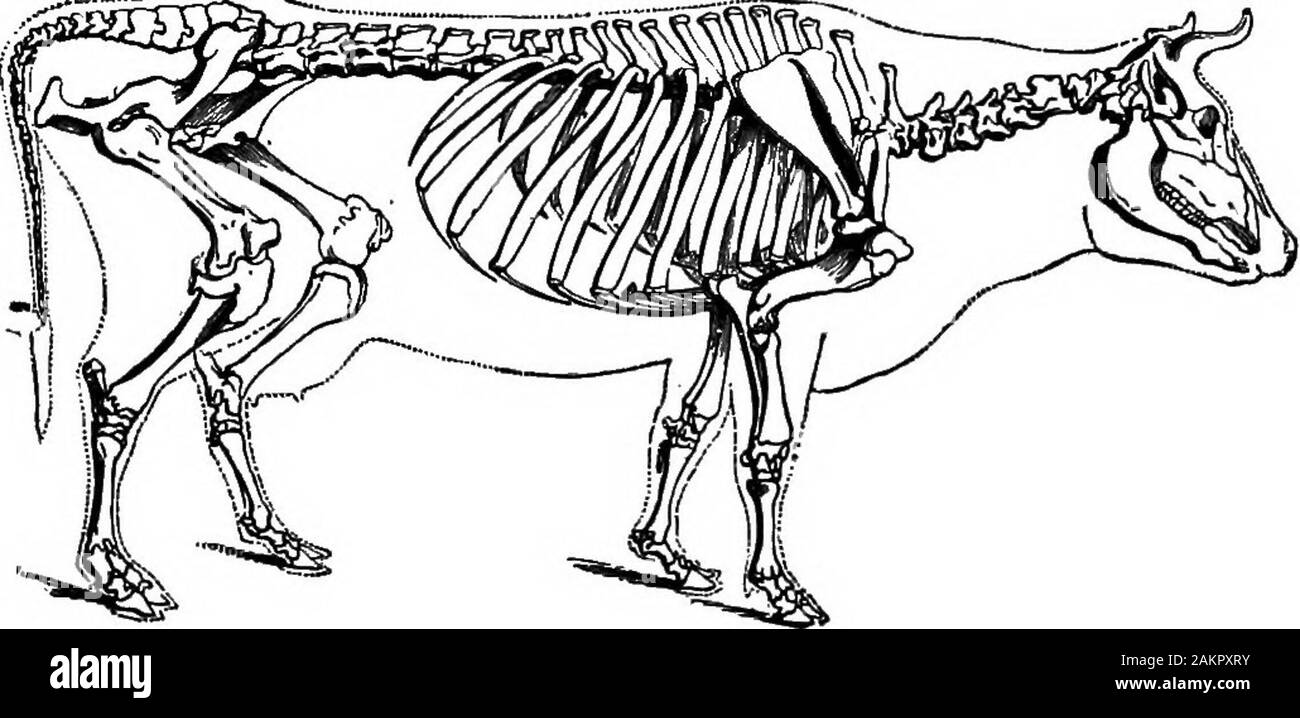 Die erste Lektion in der Zoologie: für den Einsatz in Schulen angepasst. n Antilopen. eine Gallenblase, die in den Hirsch Familie abwesend ist, theprong - Horn Antelope verbindet der Hirsch Familie mit dem oxfamily [Bovidce), die durch die Schaf-, Ziegen-, Antilopen, Gazellen vertreten ist, und ox. Die hausschafe {Ovis Arien) ist nicht eine natürliche Arten, sondern eine Vereinigung von Rassen, deren besonderen Ursprung unklar ist. Einige Autoren betrachten den Rasen Schafe der Steinzeit ofEurope als Vorfahre der Hausschafe, da bildet die BOOILE SÄUGETIERE. mi, wie es jetzt in der Shetland Inseln und in Wales. Es war klein ^ wi Stockfoto