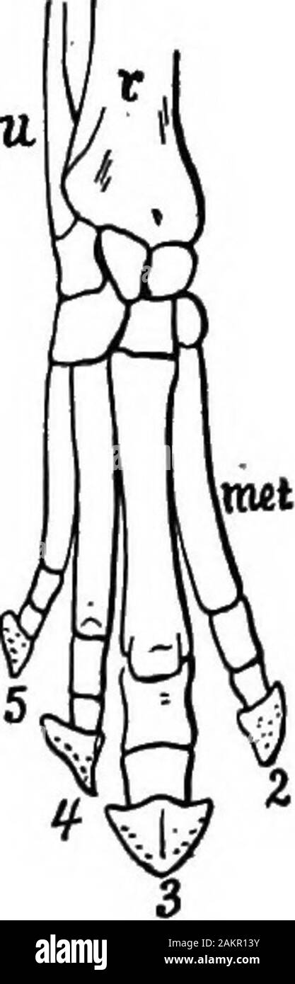 Die erste Lektion in der Zoologie: für den Einsatz in Schulen angepasst. r Löwe, wird eine Herde erscheint in die Flucht. Daher ist es notwendig, dass es eine tolle Zahl von Individuen, und so ist es gekommen, dass die Art der Huftiere Säuger zu Pass sehr erfolgreich Inpoint von Zahlen, wird die Bestellung nur weniger zahlreiche inspecies als die Nagetiere, und vielleicht erheblich überschreiten^^ Sie in Zahlen von Individuen. Und so haben die grealherds von Pferden und Schafen, ancthe Scharen von Rindern erforderlich t (tun, arbeiten in der worldwhich Es war bestimmt für Mann toundertake geführt. Wir tun könnten withoutrats, Mäuse, und Stockfoto