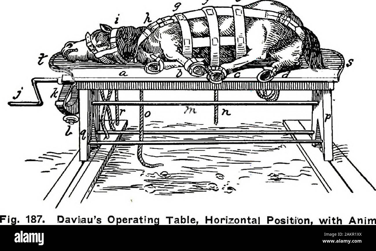 Zurückhaltung von Haustieren; ein Buch für Studenten und Praktiker; 312 Abbildungen von Federzeichnungen und 26 Halbtöne von der ursprünglichen Fotos. Abb. 186. Daviaus OP-Tisch, aufrechte Position, mit AnimalSecured, 162 EESTEAINT DER INLÄNDISCHEN AWIMALS. Das Teil kommt in Kontakt mit dem Körper und Kopf des Pferdes war gut gepolstert, und die Polsterung mit heavyleather. Die Löcher (B) (d) für die Passage der Halter rein gemacht wurden, (b), Tragegurt (d), hinken Seile (p) (q), Körper und Lasche (n). Die Tabelle oben war mit Leib sattelgurte (e) (f) (g) andhorizontal Körper Hosen (m) und Br ausgestattet Stockfoto