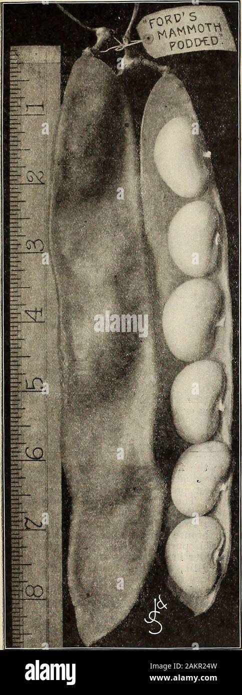 Garten und Bauernhof Handbuch: 1905 ods-, 5 bis 6 cm lang; breit, fleischig, fadenlos und übertrifft damit alle anderen in Qualität; kommen Sie früh und fahren Sie ausgiebig die gesamte Jahreszeit zu tragen; Bohnen Reinweiß, frühen goldenen Cluster Wachs. Frühe, große, flache, fleischige gelbe Hülsen, Faul Wifes. Die besten und größten grünen Podded Snap kurze Pole Bean, in großen Clustern produziert; Hülsen breiten, dicken, fleischigen und Fadenlos, Weiß Falte zurück oder Fett Pferd. Eines der ersten Runde Pod, verbesserte Kentucky Wunder oder Altes Gehöft. Sehr lang, rund, gerade Hülsen; früh, völlig fadenlos, sehr produktiv. Südliche Prol Stockfoto