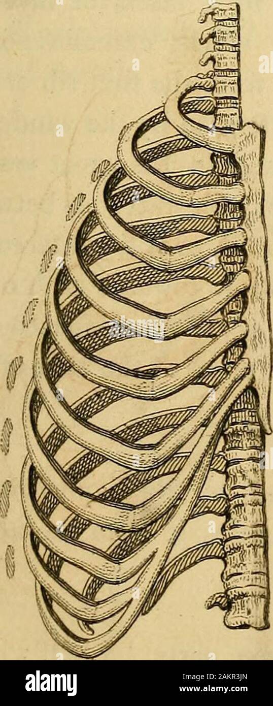 Umrisse der menschlichen Physiologie. reased. Die unteren sechs echte Rippen Zugeben der gleichen Art ofmotion auf die wirbelgelenke und dazu beitragen, dass Zumanheben und der mittleren und unteren Teil des Brustbeins für den gleichen Zweck erfüllen. Durch diese Bestimmung, alle Muskeln des Stammes, der unteren Befestigung der Rippen, sind renderedcapable der Erhöhung der Tiefe der Brust, oder seine Dia-Meter Vor rückwärts; und das entgegengesetzte Klasse ofmuscles, der Verringerung der Bereich der Brust im selben Maße. .11 Die Rippen, aber die erste, die Aufnahme einer begrenzten degreeof Rotation auf ihre Verte - Bral Stockfoto