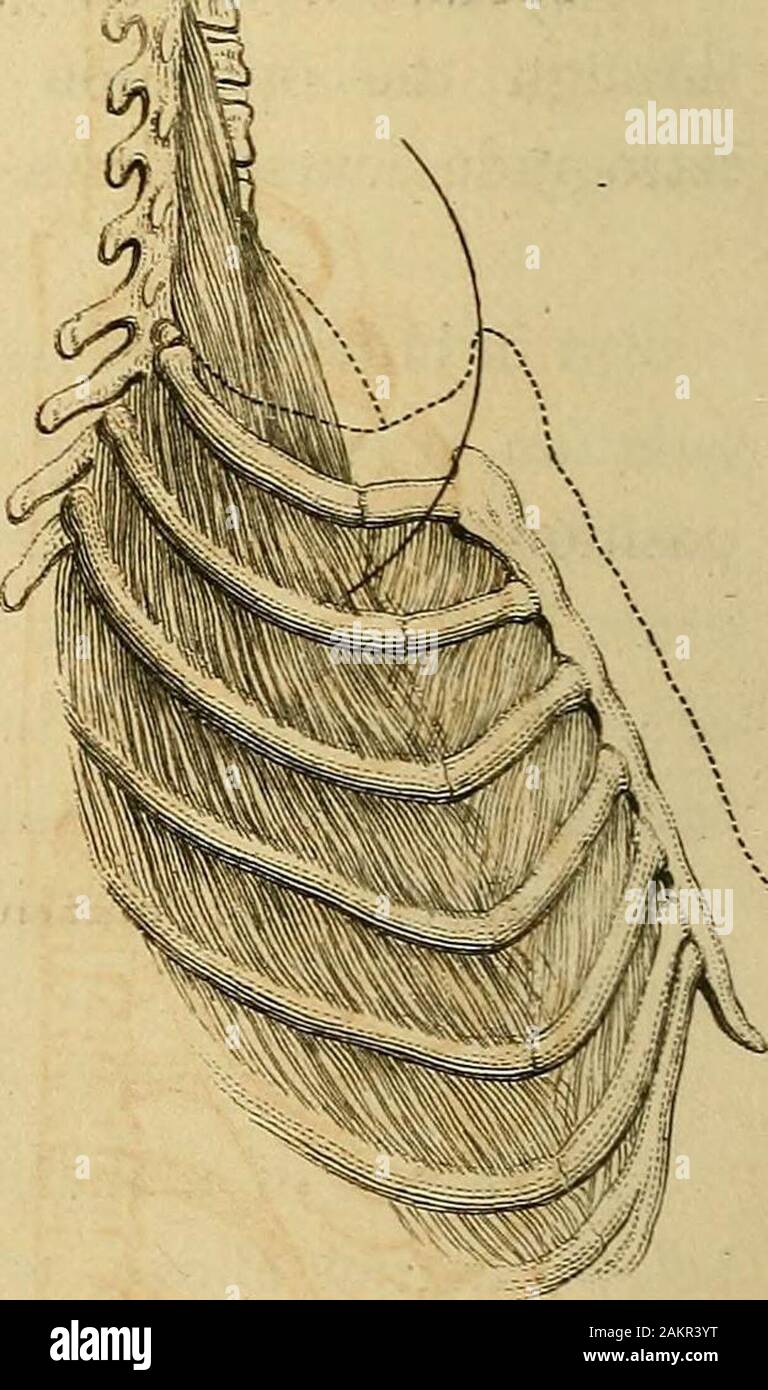 Umrisse der menschlichen Physiologie. xed. Die vierundzwanzig Rippen sind individuallymoveable auf die Wirbelsäule in jeder Richtung, aber auf eine de-gree äußerst begrenzt. Die sieben obersten auf eitherside, oder die wahre Rippen, sind in der Zettel cartilageinto Oval fossulse entlang der Seite des Brustbeins, whichthey unterstützen. Die fünf unteren oder false, Rippen, sind - jedes der oben Tached. Die Rippen und Brustbein areslight und brüchige Knochen. In der Zusammensetzung, die Sie von Ihrem externen derivestrength Konvexität und von theirnumerous und elastische Gelenke. Eine imaginäre Ebene durchgeführt durch die ersten dorsalvertebra, durch Stockfoto
