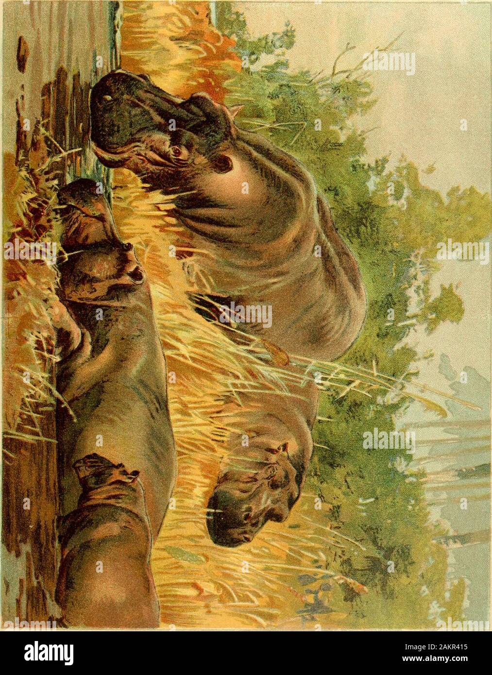 Jagd und Fallenstellerei Geschichten; ein Buch für Jungen. Sie in Auch. Die Lanzen haben sehr scharfe bladt | S und areweighted am Ende, so dass jede Bewegung des Hippo macht den wounddeeper den Blasen, die Linien auf der Oberfläche und showwhere Schwimmer den Hippo liegt. Endlich, durch seine Kämpfe ^-^ d Verlust die Kreatur stirbt ofblood geschwächt. Die Seile werden mit der Lanze Linien angebracht und das bodyis an Land geschleppt, die durch viele Hände bereit. Manchmal, wenn ein nilpferd ist auf kurze Distanz angegriffen wird otthe Wasser klettern und seine Feinde an Land. Es ist ein sehr unklug movementfor die arme Kreatur ist. Stockfoto