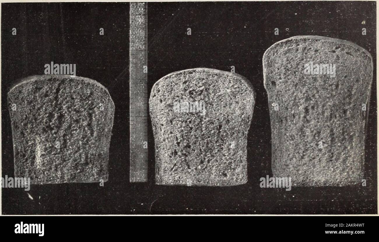 Studien über Brot und Brot, das an der Universität von Minnesota in 1899 und 1900. die gleiche Form wie in der ursprünglichen Graham und Ganzen - Weizen Mehl Brot (PI. II). Die vergleichsweise kleine Menge verdauliches Protein und availableenergy im Kot aus dem Brot aus dem Patent Mehl als Com - mit der gleichen Nährstoffe Pared aus der gesamten Weizen und Graham flourbread ist zweifellos auf die Tatsache zurückzuführen, dass das Patent Mehl viel morefinely Masse. Kesults eines ähnlichen allgemeinen Charakter obtainedin ein Experiment an der Minnesota Experiment Station/wenn pigswere Ganzes und gemahlener Weizen gefüttert. Th Stockfoto