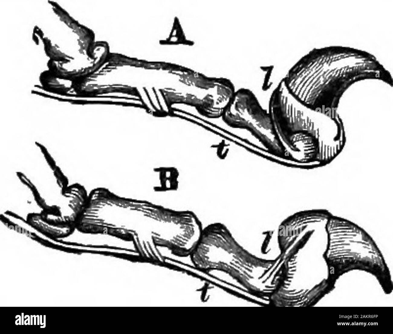 Die erste Lektion in der Zoologie: für den Einsatz in Schulen angepasst. Wia 23 t.-Seite von Katzen Gehirn. F, frontallappen; 7, temporallappen; o!, Wissenschaftler erf - Tory lobe; m, Medulla oblongata; cb, Kleinhirn; v, Pons Varolii; S, sylvianfissure. Schulter - Gemeinsame ist sehr frei, so dass das Vorderteil Bein zu Ro-in alle Richtungen tated. Abb. 333 zeigt die Form der theclaws, und wie Sie extendedand eingefahren. Wenn die Weitergabe von oben elasticligament theroot der Klaue andbackward nach unten an das Ende der secondphalanx ist beauftragt, die Kralle iswithdrawn; wenn aber die Liga-Fio. 232.- Klauen Se Katze oder ment ist entspannt, Stockfoto