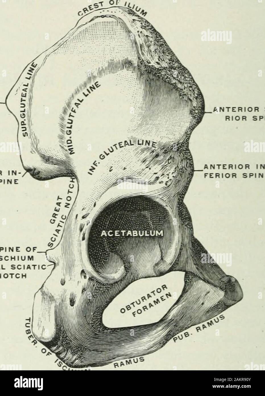 Angewandte Anatomie und Kinesiologie; der Mechanismus der Muskelbewegung. Lium, pubesand Sitzbein. Es handelt sich um ein Kugelgelenk, mit weniger freedomof Bewegung als die Schulter - Gemeinsame, tlie Socket wird tiefer und thebones so eng, dass viel Kraft erforderlich ist, um es auseinander zu ziehen. Die üblichen Kapselfibrose Ligament ist vorhanden und befindet sich auf der vorderen Seite von einem A-förmigen Band verdickt Die iliofemoral Band oder theinverted Y-l bezeichnet. igament (Abb. 90).loG BEWEGUNGEN DES HÜFTGELENKS Femur ist die längste Knochen im Körper und Mais entspricht in den humerus; Hke der Humerus es hat einen Kopf, Welle und Stockfoto