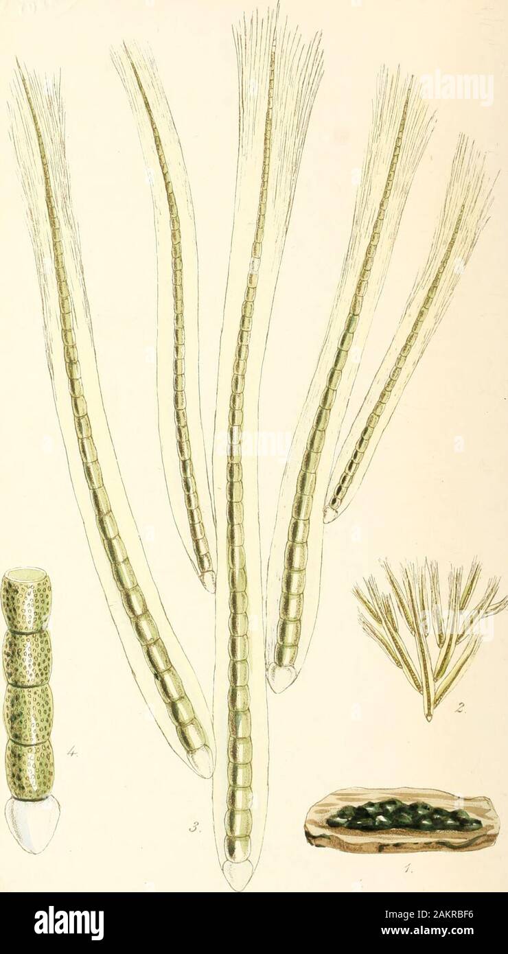 Phycologia Britannica, oder, eine Geschichte der britischen Meer - Unkraut, mit farbigen Abbildungen, generischen und spezifischen Zeichen, Synonyme und Beschreibungen aller Arten von Algen, die die Küsten der Britischen Inseln. d ein sehr heterogenes Gefüge von Pflanzen, includingalmost jede Alge, der nach außen hin Gallertartige, und whoseinward Struktur weist eine fadenförmige Anordnung. Pflanzen als Thussuch Gloiosiphonia waren in ihr enthalten, ebenso wie theClutiophora und viele andere ebenso im Gegensatz zu einander. Thegroup in die der Name jetzt eingeschränkt ist, zeichnet sich eine Gallertige byhaving fr Stockfoto