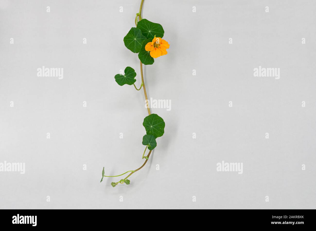 Kapuzinerkresse (Tropaeolum majus), Reben mit gelben Blume, Deutschland Stockfoto