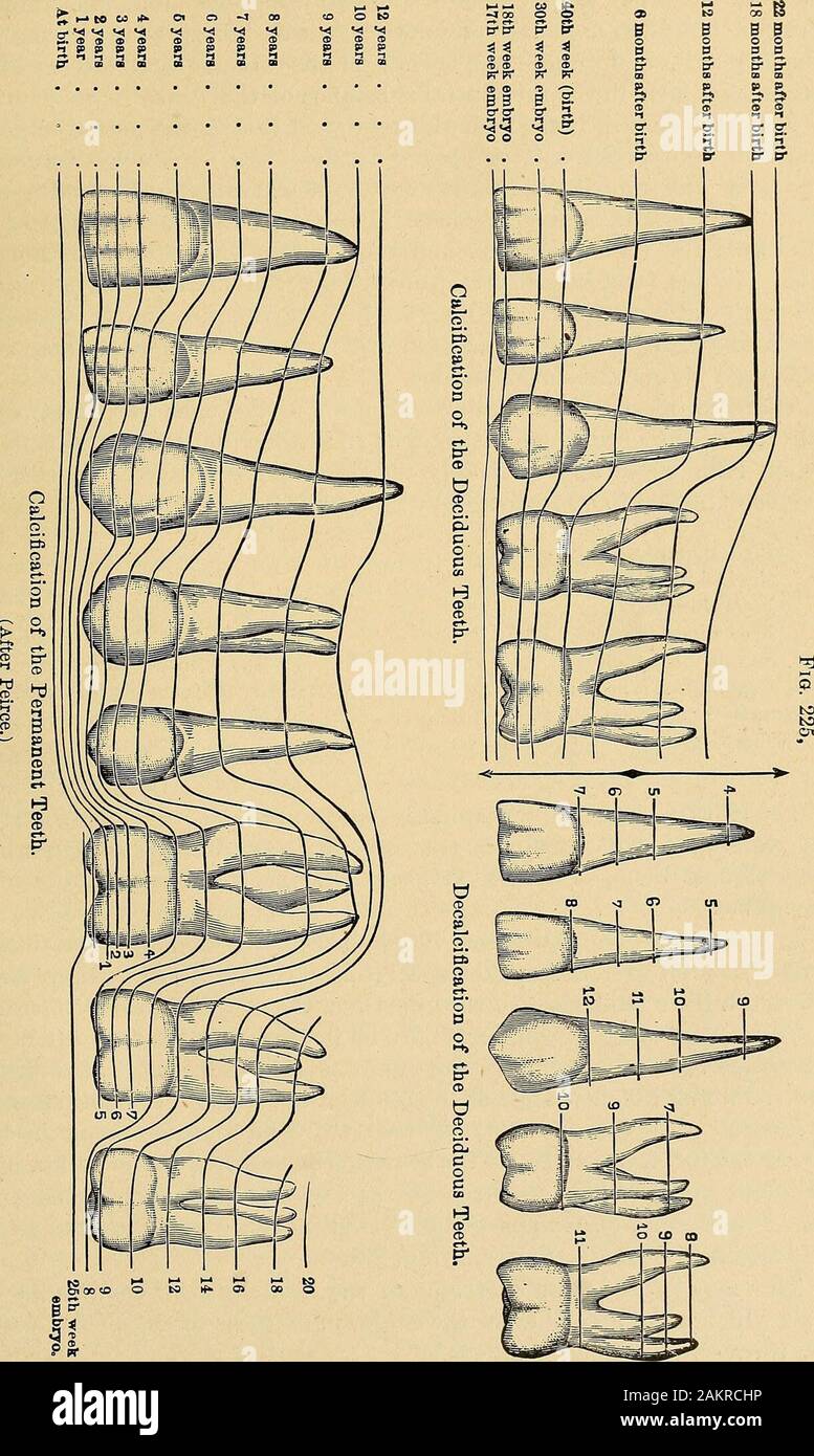 Grundsätze und Praxis der Operative Zahnheilkunde. f seine Schöpfung, die aber nach und nach zu astronger und dauerhaftere Gegenstück von sich geben. Pathologie, wir aretaught zu glauben, ist Pervertiert Physiologie; aber gerade wo Normal- funktion aufhört und krankhaften Bedingungen beginnen die Wissenschaft hat noch nicht können, demonstrieren. Das zugehörige Diagramm (Abb. 225, Seite 87), drawnby Prof. C. K. Peirce, die meisten bewundernswert verdeutlicht die Zeiträume bei whichcalcification Platz in der Laub- und der bleibenden Zähne, andalso die Entkalkung oder Resorption der Wurzeln der Laubbäume te Stockfoto