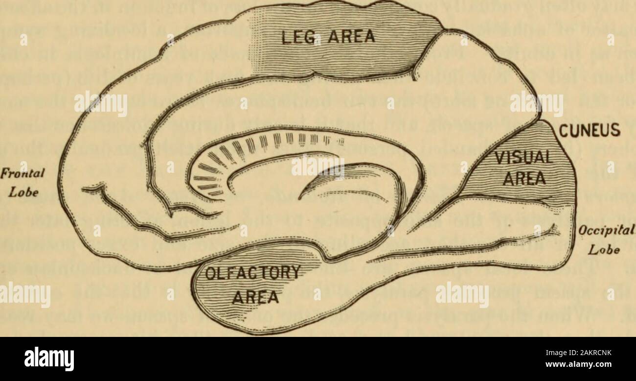 Kortikale Zentren Stockfotos Kortikale Zentren Bilder Alamy