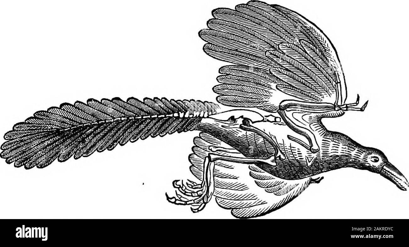 Die erste Lektion in der Zoologie: für den Einsatz in Schulen angepasst. Mniotiltidm), von denen viele Rasse am Ufer des Hudsons Bay, andspend den Winter in Mexiko oder in die Karibik. Mehr spe-Cies der Vögel brüten in Kanada als in den warmen SouthernStates. Vögel sind dafür bekannt, dass sie ihre Strecke ofmigrations zu verlängern; der Reis-Vogel oder bobolink kontinuierlich widensits Bereich wie Reis und Weizen sind mehr extensiv angebaut. Dieser Vogel Winter in Kuba und anderen Westindischen Inseln, und wahrscheinlich auch in Mexiko. Im April tritt in den Süden - T-Stück Vögel. 211 em Staaten und fließt nach Norden, bis im Juni reachesCanada und Ex Stockfoto