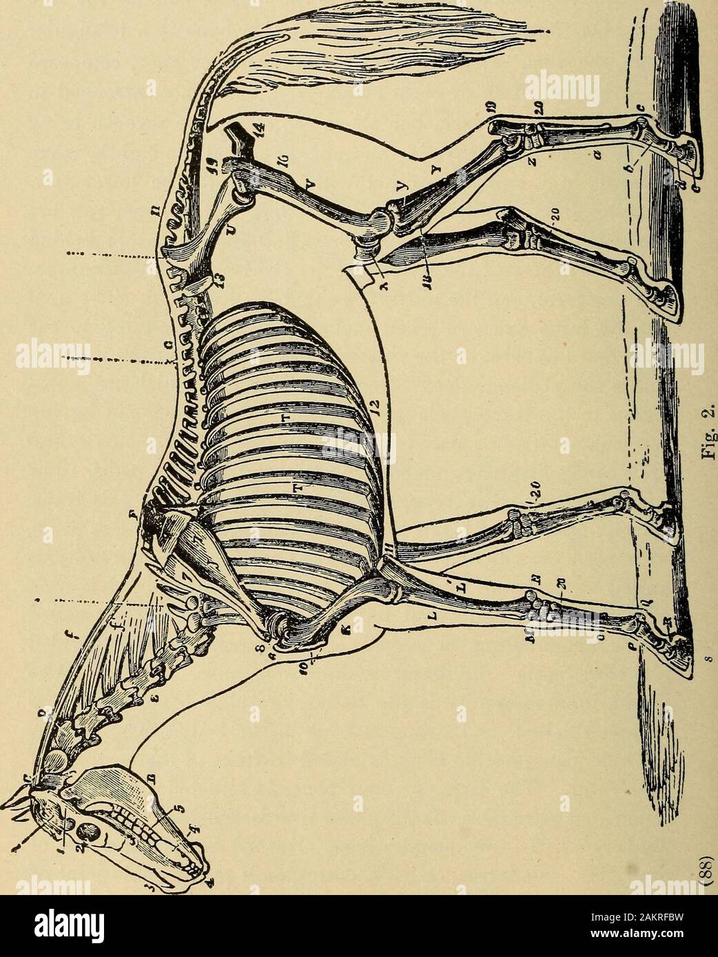 Os pubis Fotos und Bildmaterial in hoher Auflösung Seite 2 Alamy