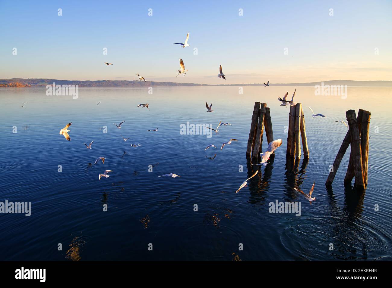 Friedliche Landschaft mit See in der Dämmerung, Vögeln, tiefblauem Wasser Stockfoto