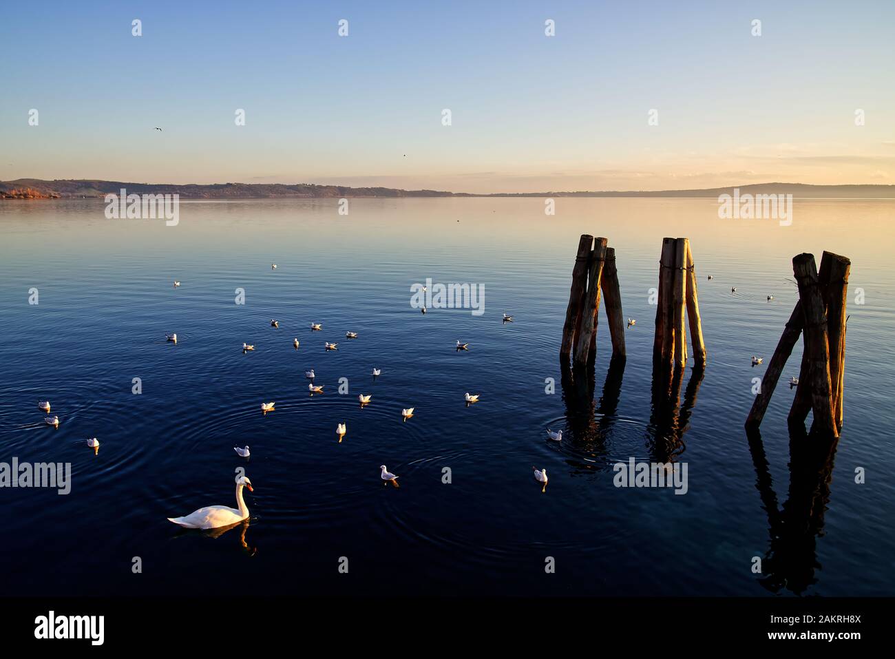Ruhige Landschaft mit See in der Dämmerung, Vögel, Schwan, tiefblaues Wasser Stockfoto