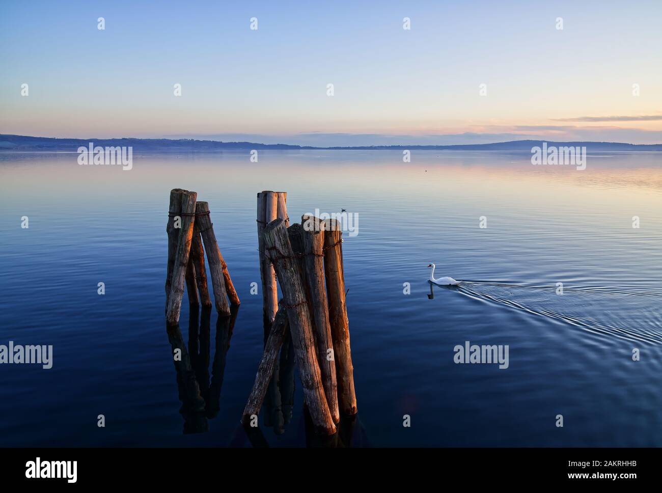 Ruhige Landschaft mit See in der Dämmerung, Schwan, tiefblauem Wasser Stockfoto