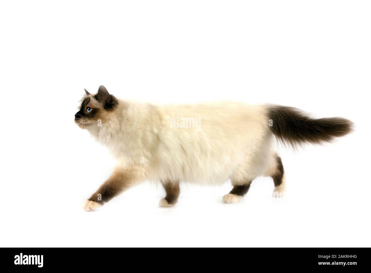 DICHTUNG BIRMANESE KATZE VOR WEIßEM HINTERGRUND Stockfoto