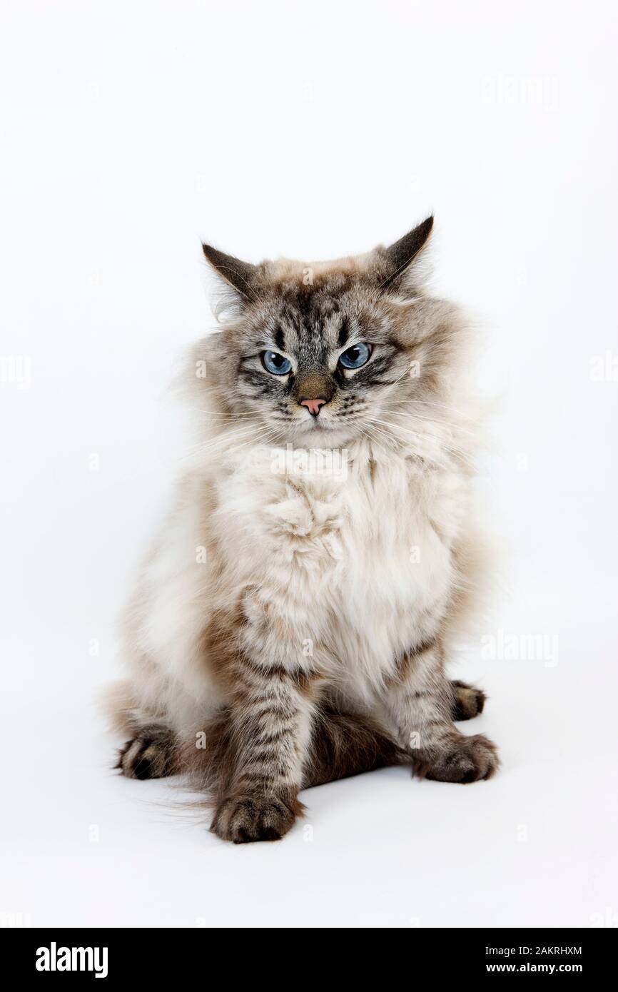 NEVA MASQUERADE SIBIRISCHE KATZE, FARBE SEAL TABBY POINT, MÄNNLICH VOR WEIßEM HINTERGRUND Stockfoto