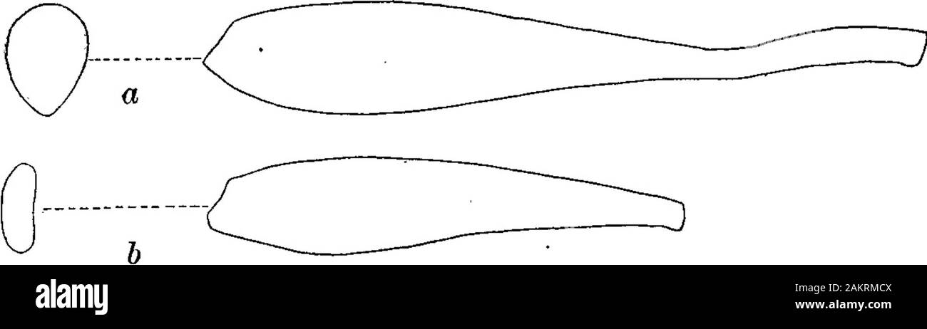 Bemerkungen zu Gigantiops destructor Fabricius und andere Springen von Ameisen. . Ike Lilliputian Kavallerie Galopp zu kämpfen. Die Prüfung dieser Ameisen offenbart eine strukturelle Besonderheit hat. wurde von vorherigen Beobachter sah, nämlich eine deutliche Längung andbasal incrassation Ihrer Hinterbeine femora, verglichen mit dem nonsalient hindfemora der anderen Arten der Gattung. In Abb. 2 Die hinterbeine Oberschenkelknochen eines Arbeitnehmers M. nigrocincta (c) und die eines smallworker von M. sanguinea der gleichen Größe (d) Maßstab zu Thesame eingezeichnet sind. Die größere Länge und Volumen des Oberschenkels von Theformer Arten zeigt eine di Stockfoto