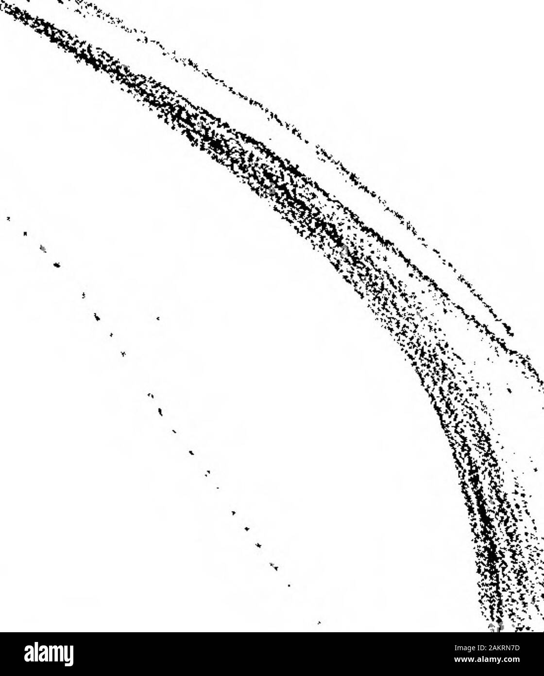 Über die Struktur und Entwicklung der Schädel in der BatrachiaPart II. brP 2 X-Pip ein Moiis Tr o s ein. ? Olfet & Gj,-i; rrvp. Pcurker. Phil. Trwm. 1876. Plote 61. S^cuiyi. Z x 14 - 3 X 14 - Stockfoto