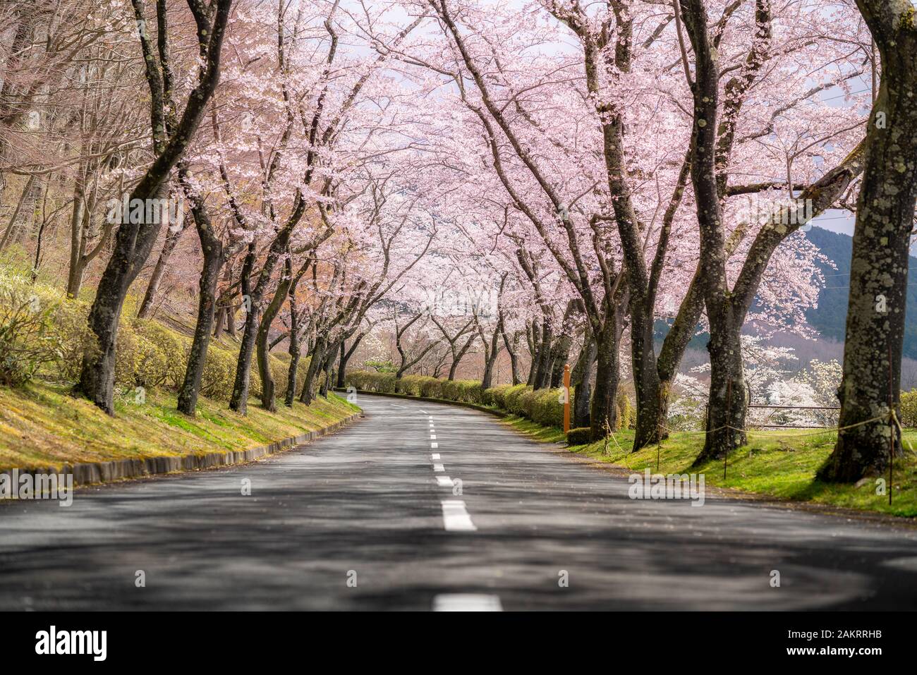 Wunderschöne Aussicht auf Cherry Blossom tunnel im Frühling Saison im April auf beiden Seiten der Autobahn in der Präfektur Shizuoka Prefecture, Japan. Stockfoto