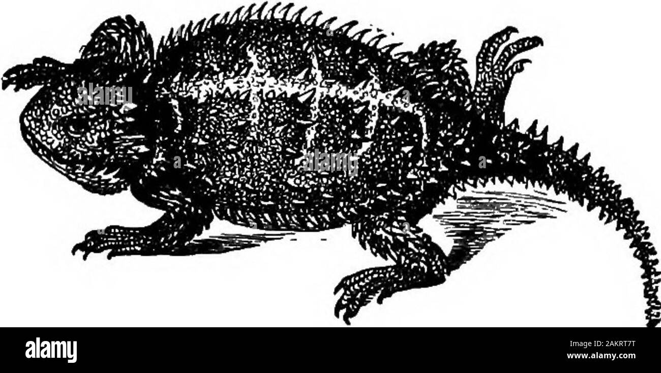 Die erste Lektion in der Zoologie: für den Einsatz in Schulen angepasst. Auf Lizard in der Mitte und SouthernStates Sceleporus undulatus ist; es ist ungefähr sechs Zoll lang, grau, mit dunklen welligen Bands, und kann sein &Lt;^ sunnyglades läuft die Stämme der Bäume gesehen. Es ist offensichtlich, dass diese Eidechse geschützt ist durch seine resem-blance, wenn in Ruhe, um die Rinde der Kiefer. Die iguanasare sehr groß, fast drei Meter in der Länge, aber rathersluggish Eidechsen, mit einer dorsalen Reihe von hohen, dünnen Stacheln. Sie sagten, sind ausgezeichnete Essen. Die gehörnten Kröten {Phrynosoma, Abb. 191) sind char-acteristic der trockenen Western pla Stockfoto