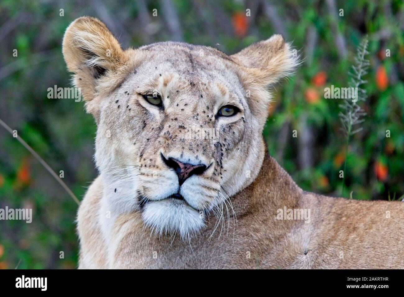 Löwe (Panthera leo), Porträt einer Löwin mit Gesicht bedeckt mit Fliegen, Masai Mara, Kenia. Stockfoto