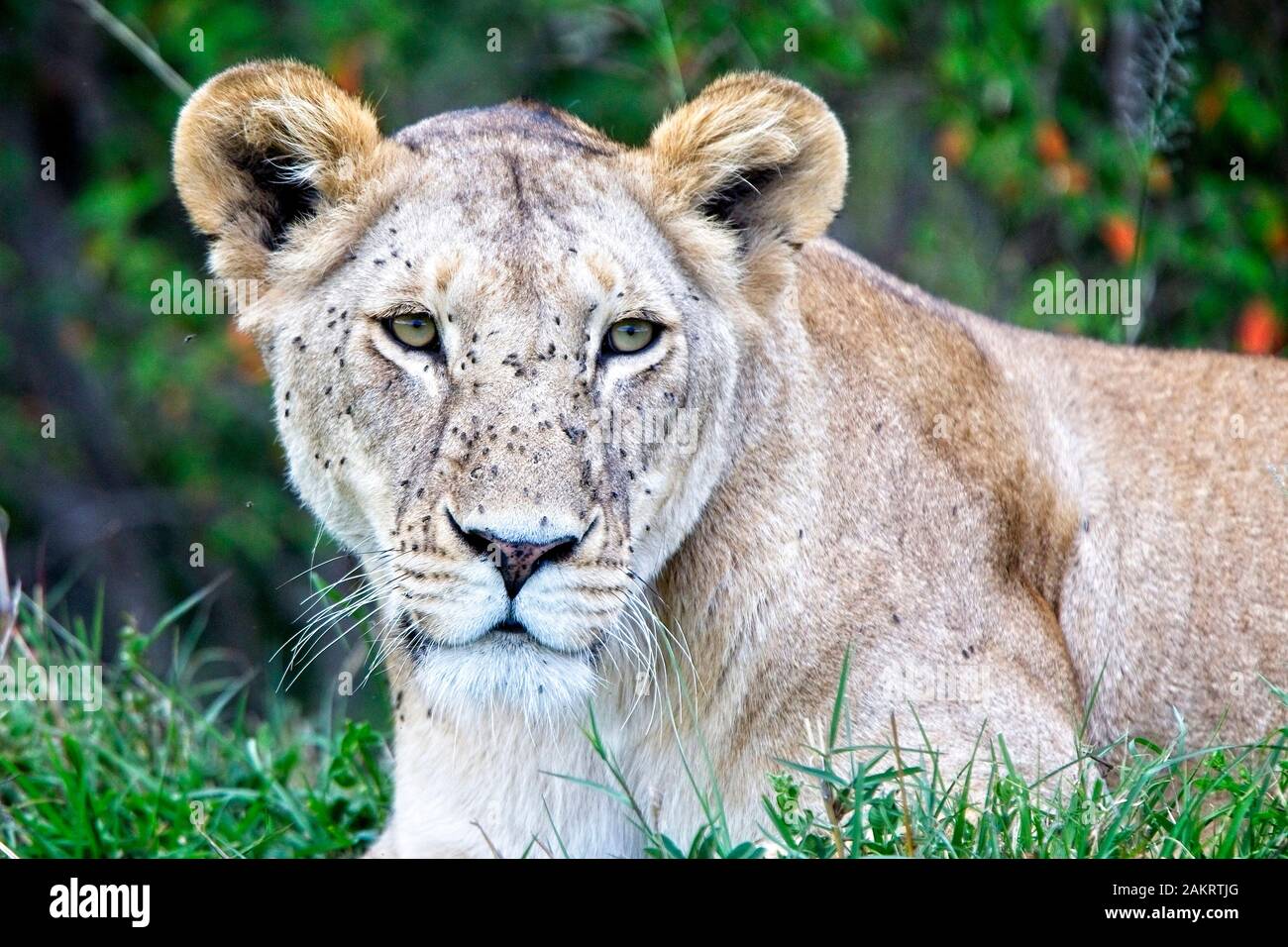 Löwe (Panthera leo), Porträt einer Löwin mit Gesicht bedeckt mit Fliegen, Masai Mara, Kenia. Stockfoto